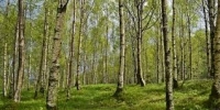ტყის კოდექსის პროექტით  მუნიციპალიტეტებს ტყეზე საკუთრების უფლება ერთმევათ